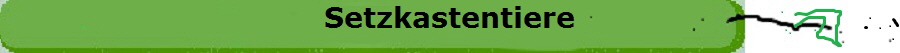 Setzkastentiere
